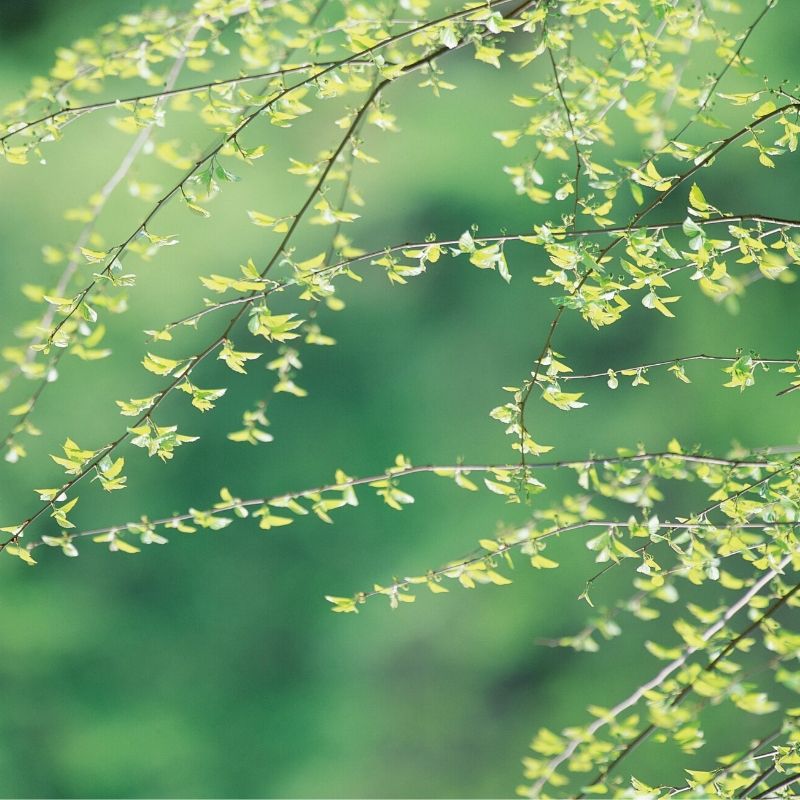 leaves on tree branches